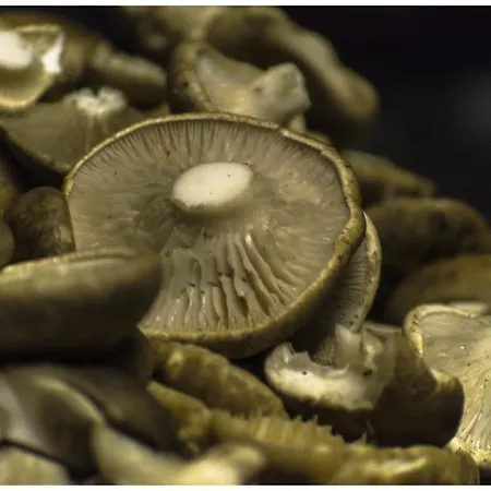 Lilos Casa di campagna *