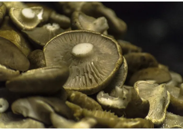 Lilos Casa de Campo *